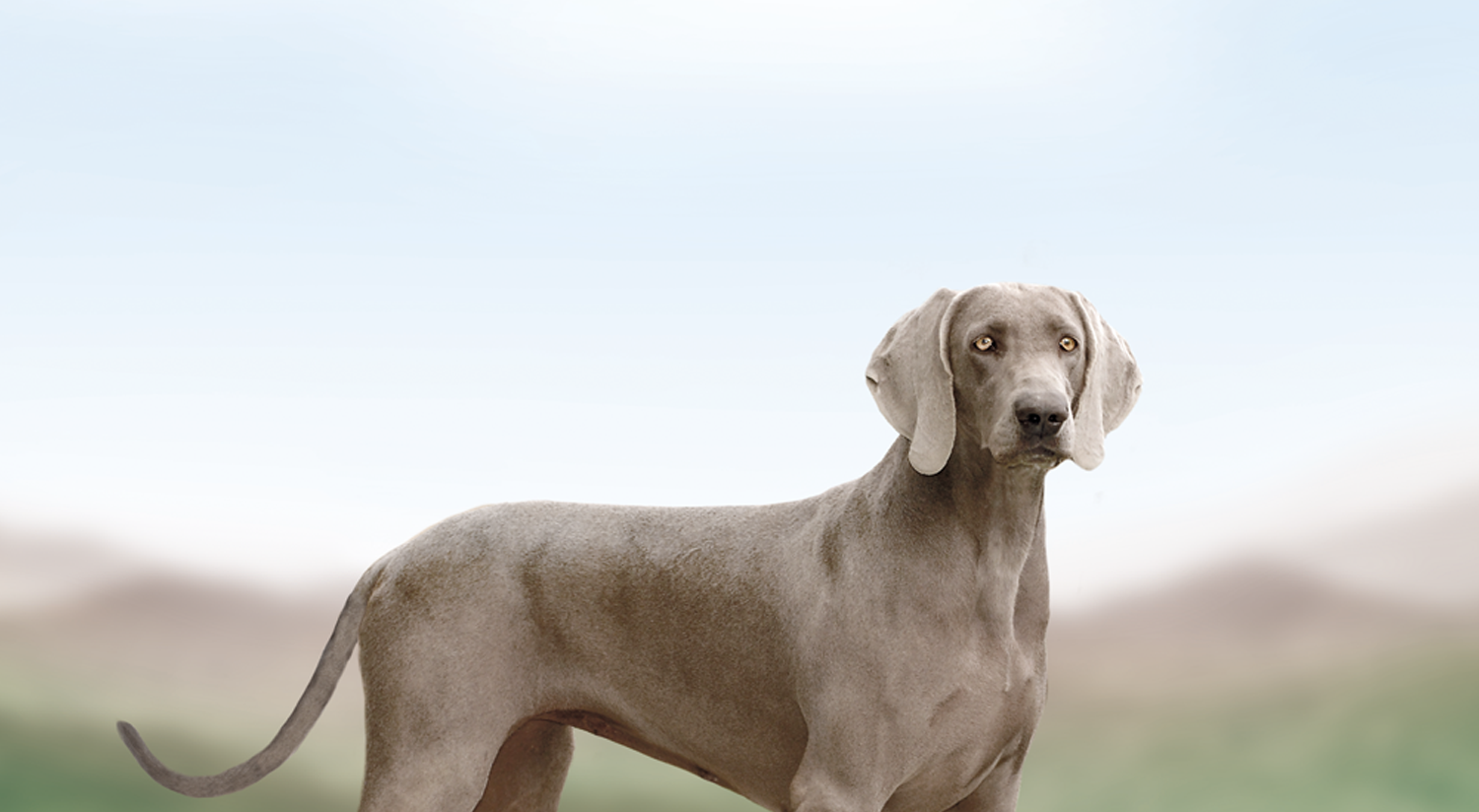 Hrană uscată pentru câini (crochete), destinată câinilor adulți cu articulații sensibile